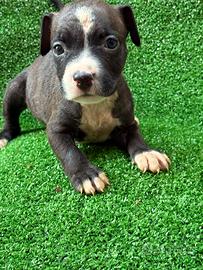 American pitbull terrier