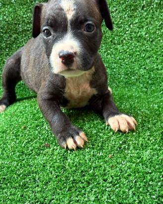 American pitbull terrier