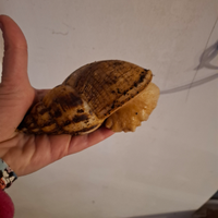 Lumaca gigante africana