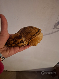 Lumaca gigante africana