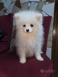 Spitz pomerania