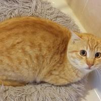 Miele gattino 9 mesi