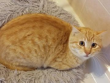 Miele gattino 9 mesi