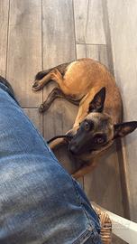 Pastore belga malinois