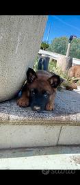 Pastore belga Malinois