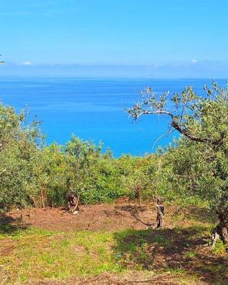Pianotorre, uliveto terrazzato fronte mare