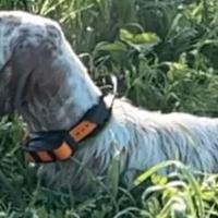 Setter Inglese Maschio Specialista su Beccacce