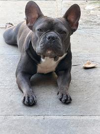 Monta Bulldog Francese
