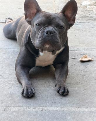 Monta Bulldog Francese