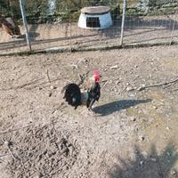 Galletti galli maschi pantamina