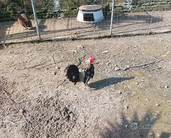 Galletti galli maschi pantamina