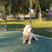 Cucciolata Labrador