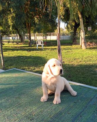 Cucciolata Labrador