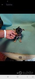 chihuahua mini toy 