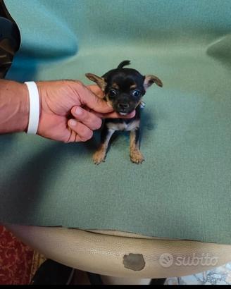 chihuahua mini toy 