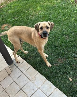 Cucciolo di due anni meticcio Scooby