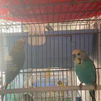 Coppia riproduttiva di cocorite