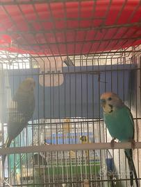 Coppia riproduttiva di cocorite