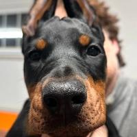 Dobermann