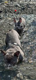 Bulldog francese