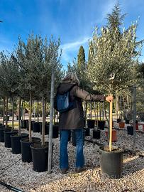 Pianta olivo leccino 10 anni vaso 40 altezza 200cm