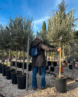 Pianta olivo leccino 10 anni vaso 40 altezza 200cm