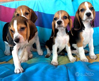 Beagle maschi e femmine