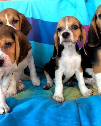 Beagle maschi e femmine