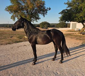 Puledro Murgese
