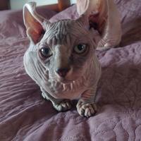 Sphynx Elf