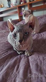 Sphynx Elf
