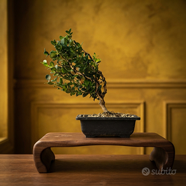 Bonsai bosso