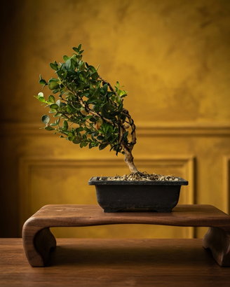 Bonsai bosso
