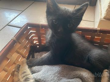 Prince gattino di 3 mesi