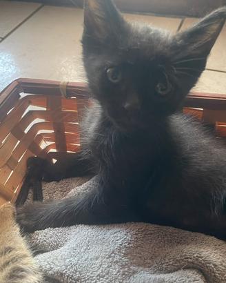 Prince gattino di 3 mesi