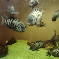 Ciclidi nigrofasciatum