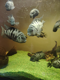 Ciclidi nigrofasciatum