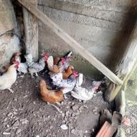 Galline nane Sebright