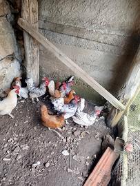 Galline nane Sebright