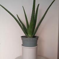 2 piante grasse con vaso 