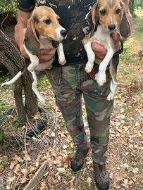 Beagle cuccioli