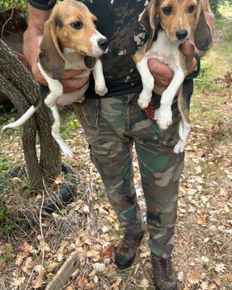 Beagle cuccioli