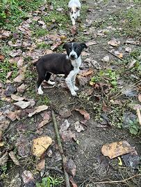 Cuccioli border collie