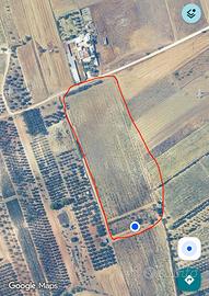 Vigneto di primitivo in agro di Grottaglie (Ta)