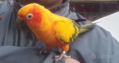 Maschio conuro del sole