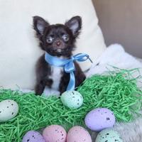 Chihuahua maschietto di piccola taglia