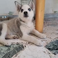 Siberian husky