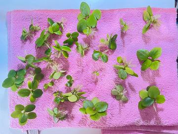 Limnobium levigatum varie misure