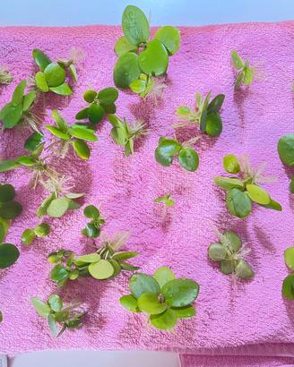 Limnobium levigatum varie misure