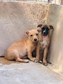 Cucciola taglia medio piccola